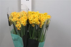 Narc Ta Soleil Dor 45cm 25gram