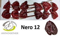 Anth A Nero 13cm Ø