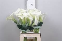 Zant White Art 65cm