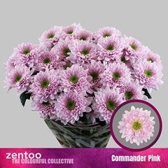 Chr T Commander Pink 70cm 80gram