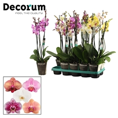 Phal Gem 2 Tak 12Ø 75cm