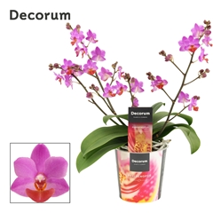 Phal Ov Paars 12Ø 30cm