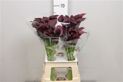 Zant Odessa 65cm