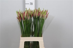 Ne Bo Favoriet 65cm