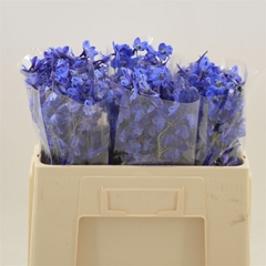 Delph En Deldon Blue 50cm 23