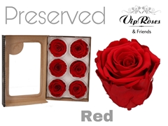 R Preserved Red