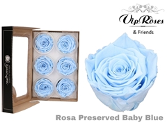 R Preserved Baby Blue