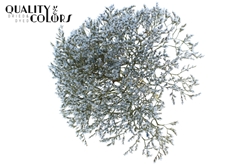 Limonium Li. Blue 30cm 45gram