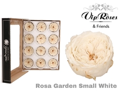 R Preserved Garden Small White
