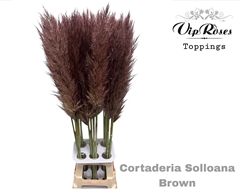 Cortaderia Selloana Brown