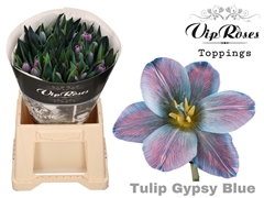Tu En Gypsy Blue
