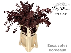 Euca Cinerea Bordeaux 300GR