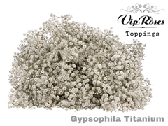Gyps Pa Titanium
