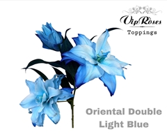 Li Or Du Double Light Blue