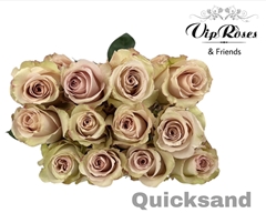 R Gr Quicksand (ECUADOR)