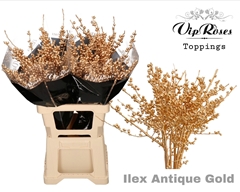 Ilex Antique Gold 70 Cm