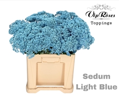 Sedum Light Blue