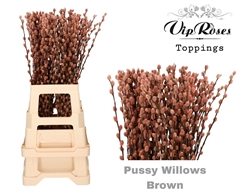 Salix Pussy Willow Brown