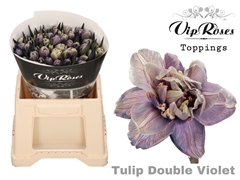 Tu Du Double Violet