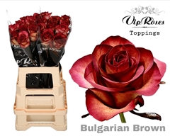 R Gr Bulgarian Brown