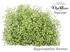 Gyps Pa Green