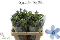 Oxypetalum Coeruleum