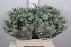 Eryng Sirius Questar 60cm