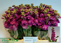 Matth St Deep Rose 56cm 23