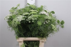 Ammi Visnaga 70cm