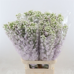 Delphinium Dewi Spijker 100cm 23