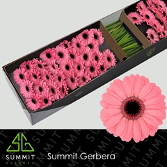 Germini Jolie 45cm 7cm Ø
