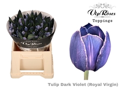 Tu En Rv Dark Violet