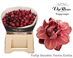 Tu Du Double Terracotta
