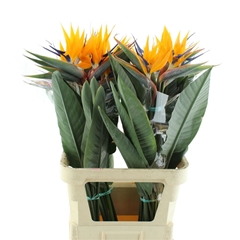 Strelitzia Bloem 90cm