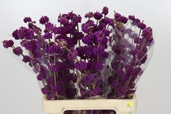 Callicarpa Giraldii 70cm