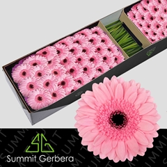 Germini Maeve 45cm 7cm Ø