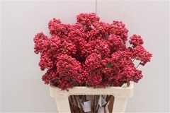 Bessen Red