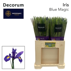 Iris Blue Magic 60cm 35gram