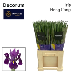 Iris Hong Kong 60cm 37gram
