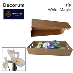 Iris White Magic 58cm 35gram
