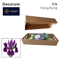 Iris Hong Kong 60cm 37gram