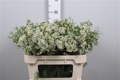 Chame Un Ofir 70cm 50gram 34