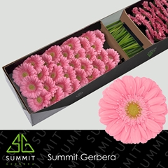 Germini Kirstey 45cm 7cm Ø