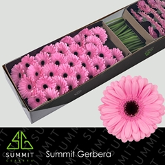 Germini Talent 45cm 7cm Ø