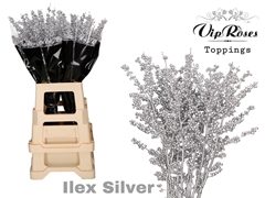 Ilex Silver 60 Cm
