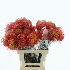 Leuco Nut Ito 60cm