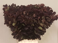 Coti C Royal Purple