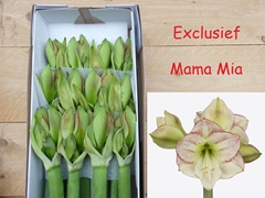 Hipp Ga Mama Mia 80cm 4+
