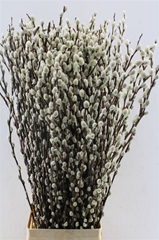 Salix Ca Snow Flake 90cm