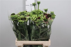 Echi Green Twister 65cm